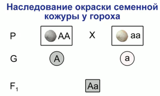 Законы Менделя — Википедия