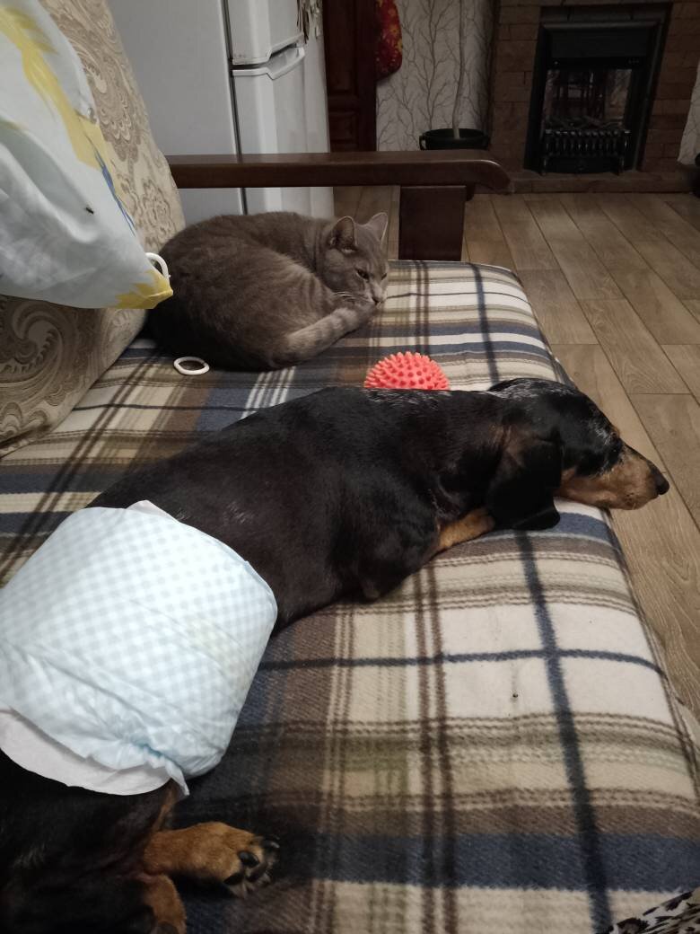 Это Филя и Шура. Один не помнит, что он цапнул товарища за попу, второй - не помнит зла и обиды... Филя в памперсах. 