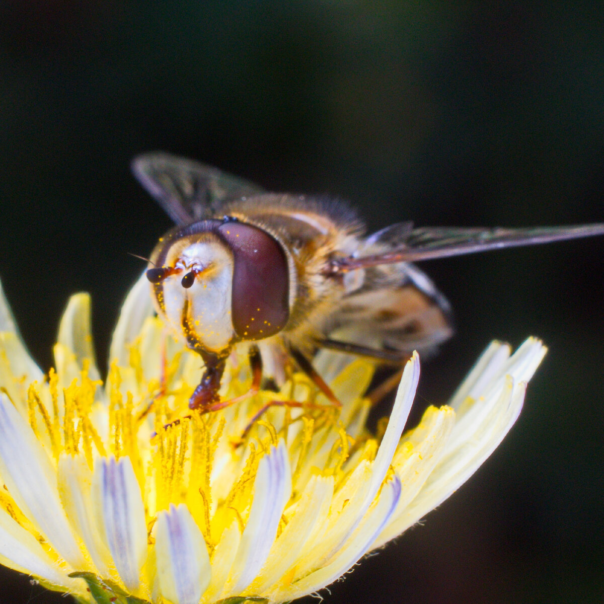 Журчалка пятнистая (Scaeva pyrastri)