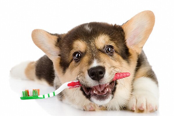Почему у собаки пахнет изо рта и что с этим делать