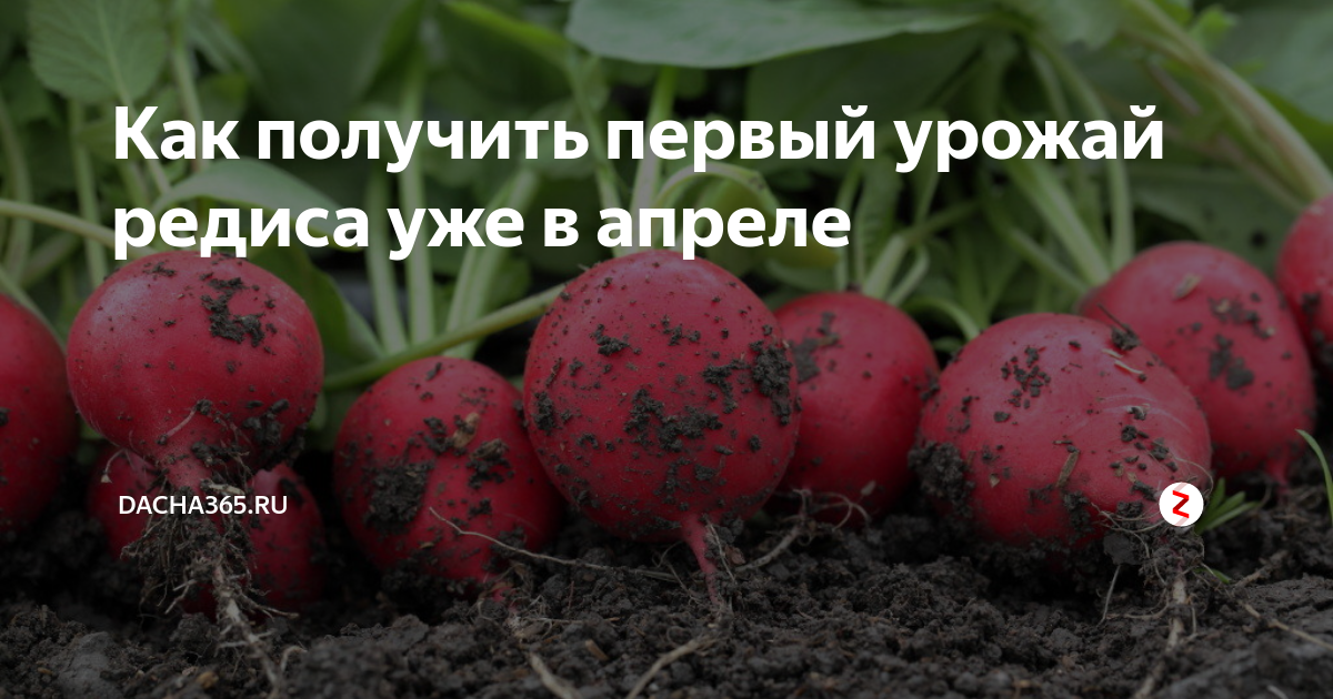 Редис в апреле. Первый урожай редиски. Сколько дней растет редиска. Как пораньше вырастить редиску. За сколько дней вырастает редиска