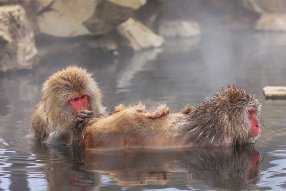 Купание обезьян мнение. Парк снежных обезьян Джигокудани. Обезьяны в горячих источниках. Японские макаки в горячих источниках. Обезьяны в термальных источниках.