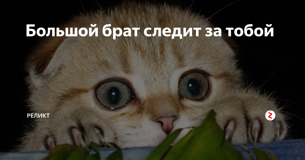 Большой брат картинки