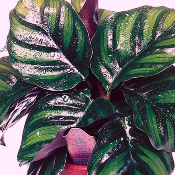 Калатея Макоя Calathea makoyana