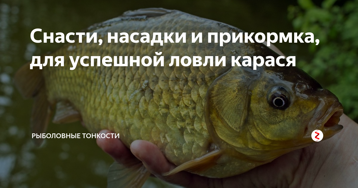 Снасти, насадки и прикормка, для успешной ловли карася | Рыболовные ...