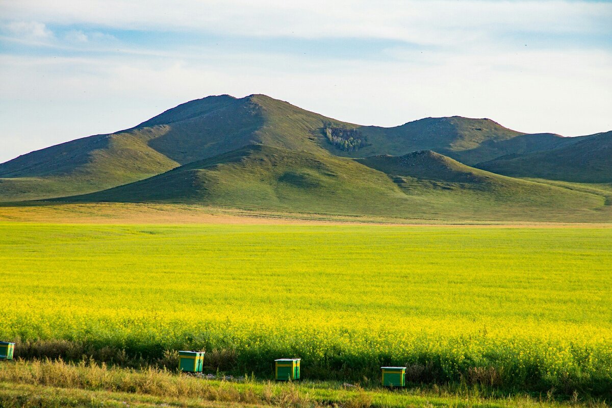 Арвайхээр. Степь Улан Батор. Дархан Монголия. Монголия природа. Арвайхээр Монголия.