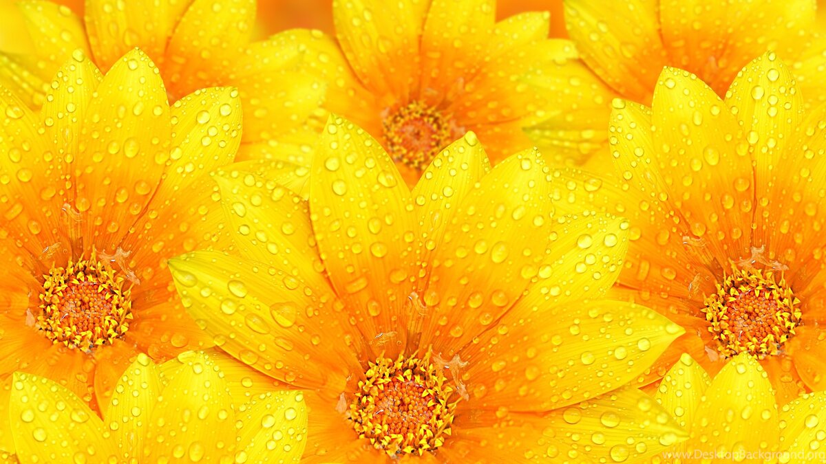 фото с сайта https://www.desktopbackground.org/