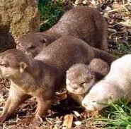 Видри коли сплять тримаються лапами одне за одного щоб їх не віднесло течією