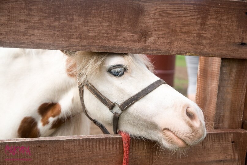    Несколько веков назад врачи выявили, что взаимодействие с лошадью оказывает положительное влияние на детей с детским церебральным параличом. Как и у ЛФК в основе иппотерапии - движение.-2