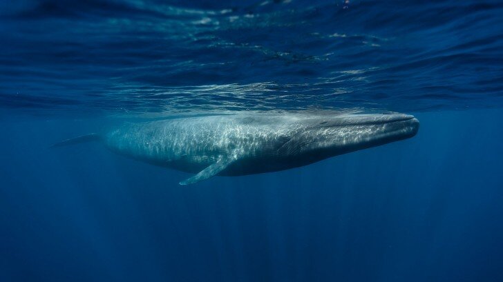 Как и все киты, голубой кит ( Balaenoptera musculus ) развился от четырехногих млекопитающих, которые жили на земле около 48 миллионов лет назад. Этот древний предок, Pakicetus, был всего лишь 1,8 м. Он кормился в ручьях, а некоторые из его потомков были приспособлены к жизни в воде. Это в конечном итоге привело к созданию полностью водного существа под названием Dorudon («Spear-Tooth»), который жил 37 миллионов лет назад. 