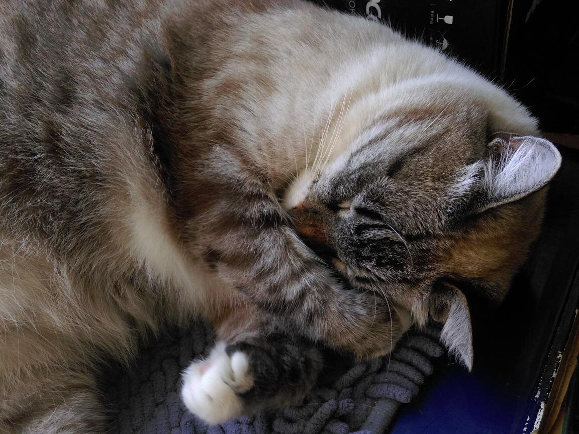 Сплю. Скучно...