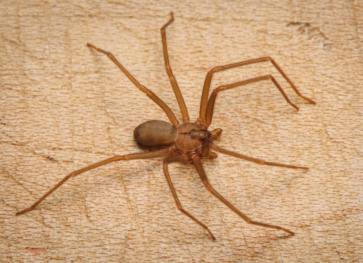 http://e-bedbugs.com/wp-content/uploads/2018/04/brown-recluse-venomous-m-i-s-p-pinterest-loxosceles-reclusa-spider-id-beetles-identification-pest-control-opossums-facts-lady-bugs-removal-other-pests-leaf-footed-silverfish-habitat.jpg