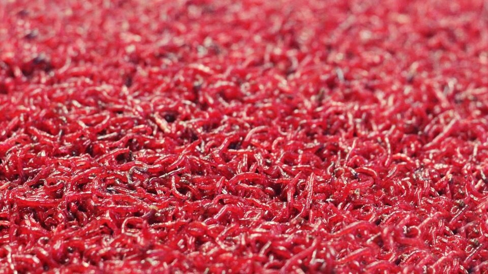 Кормовой мотыль