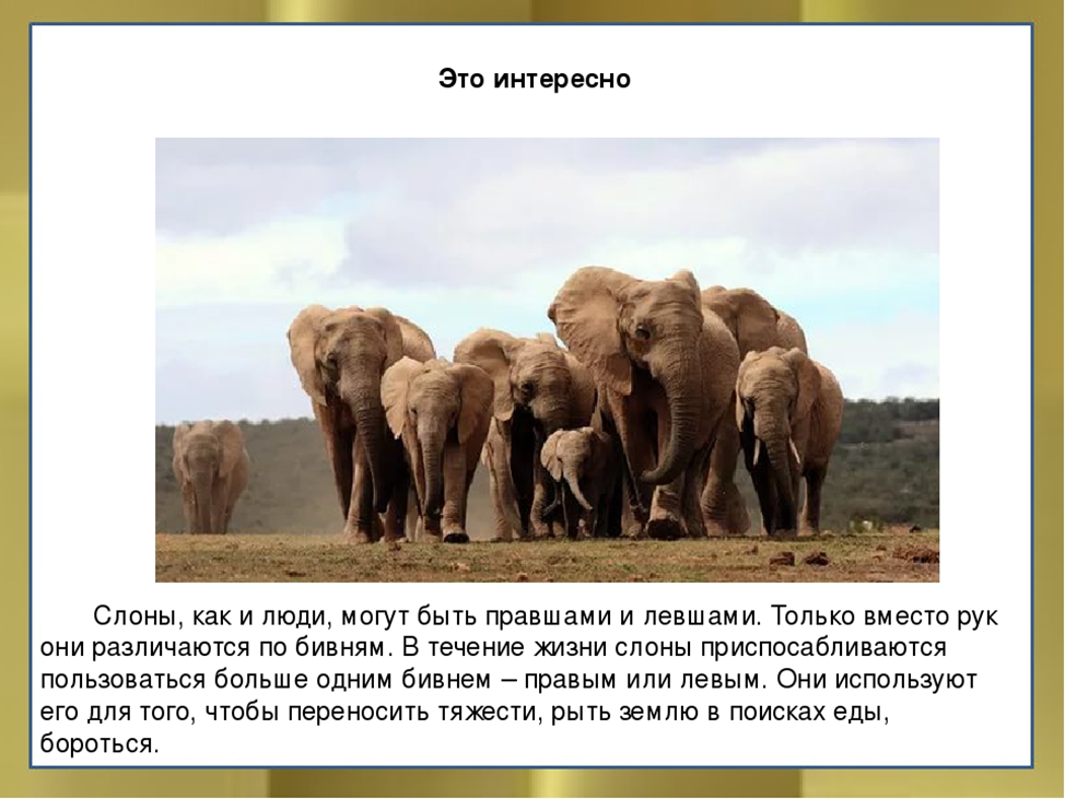 Факты про африканских слонов. Интересные факты о слоне. Факты о слонах. Интересные факты о слонах. Слон в какой природной зоне