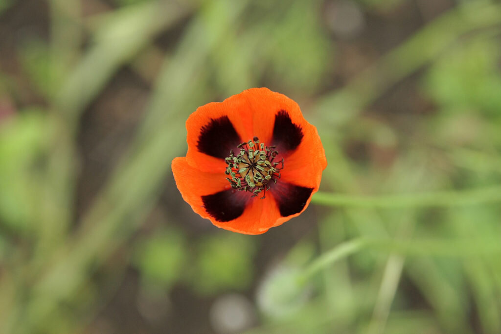  Мак Стевена (Papaver stevenianum). Фото: Андрей Помидорров. Снято в Краснодаре