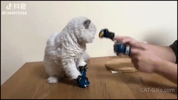 Когда научил котика боксу.  /Исходный Gif взят из свободных ресурсов. cat-gifs.com/ 