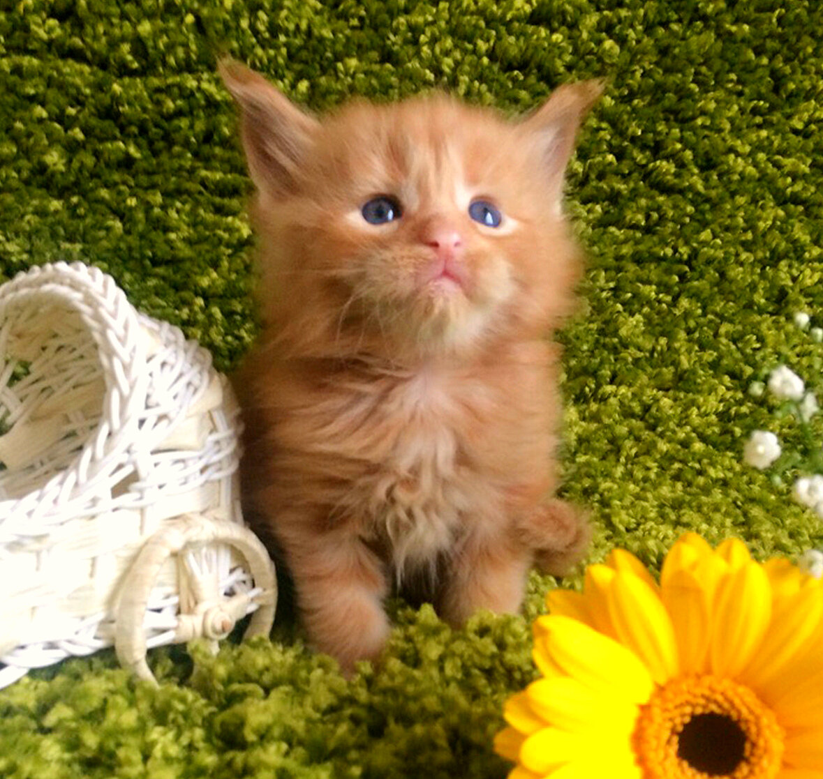 фото котёнка из питомника Adamand-coon