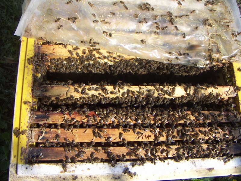 Пчелосемьи купить тамбовской области. Пчелопакеты зимовалые. Порода пчел узбечка. Рамки для маточного молочка. Фото тары под пчелопакетов.