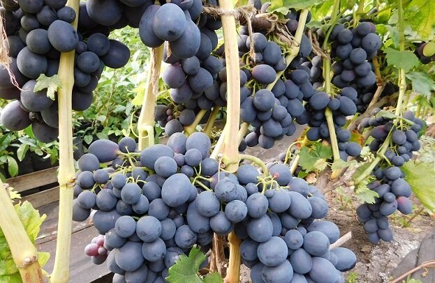 Плодоносит взрослый куст винограда. Хозяйство Салминых, Самарская обл.