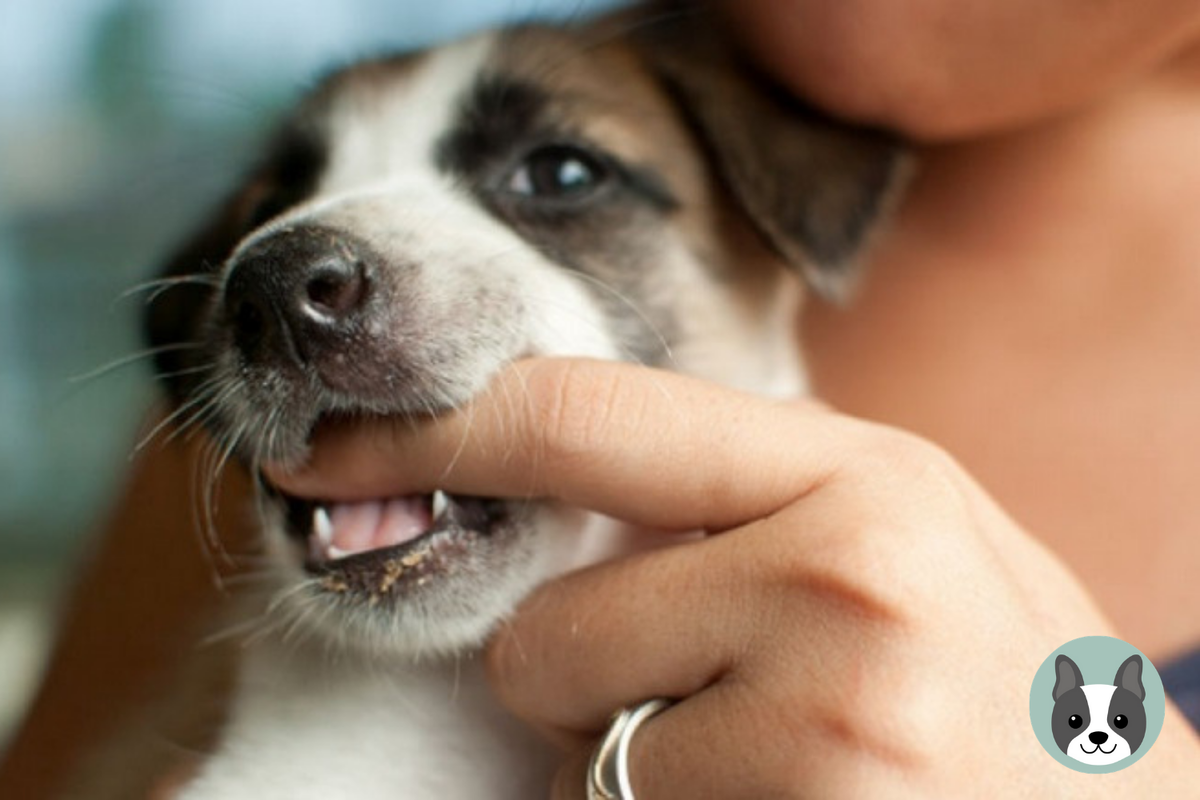 Как отучить собаку кусать руки