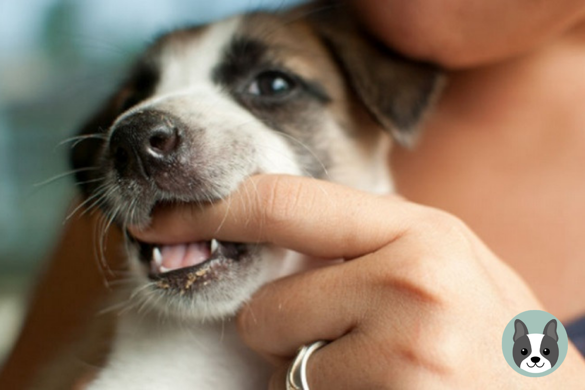 🐶Как отучить щенка кусать руки и ноги хозяина | Собачье дело | Дзен