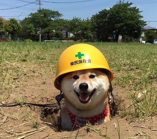 Сиба-ину - спасатели. А кто же корги? 