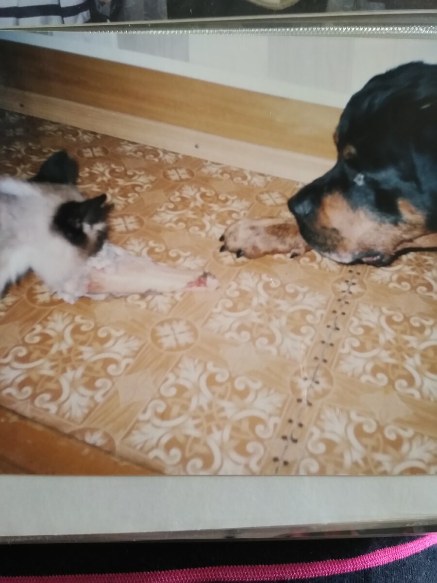 Ну какая собака позволит поиграться со своей косточкой? 