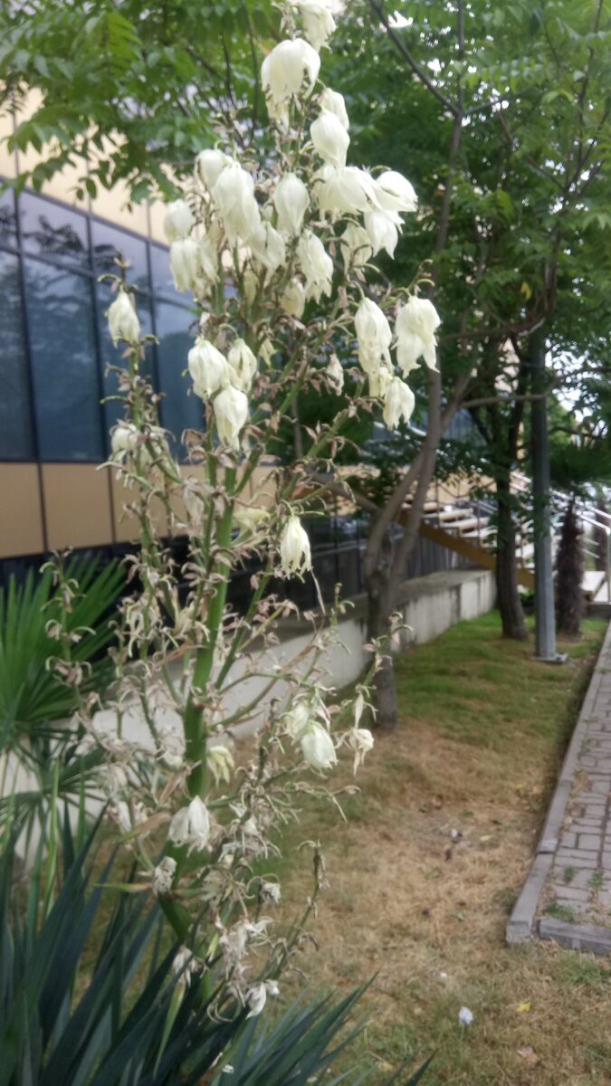 Слегка подвядшая юкка