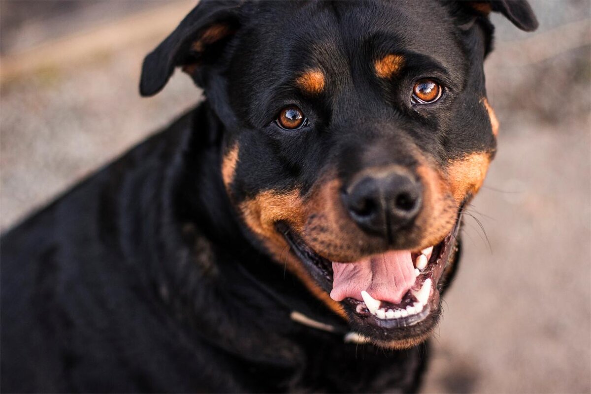 Физические характеристики