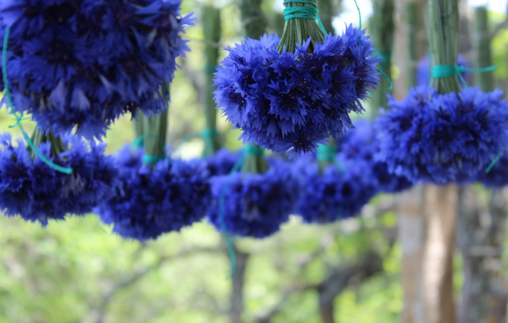 Василёк синий — медоносное растение