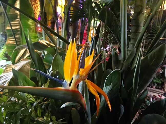 Такие же цветы - не знаю, как называются, подарил мне много лет отец на День Рождения.
