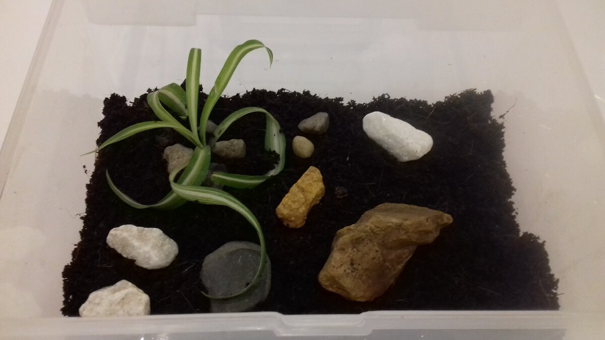 Еще бы мха или травки для кошек, но в наших магазинах это дефицит