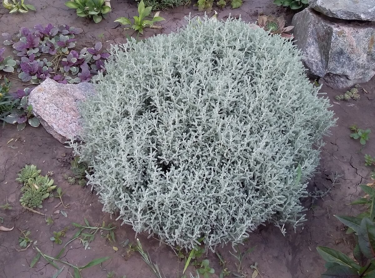 Сантолина кипарисовидная – необычная красота, заморское происхождение ...