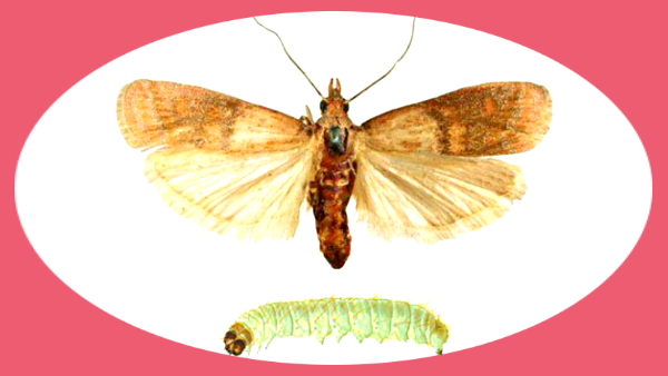 Золотая бабочка