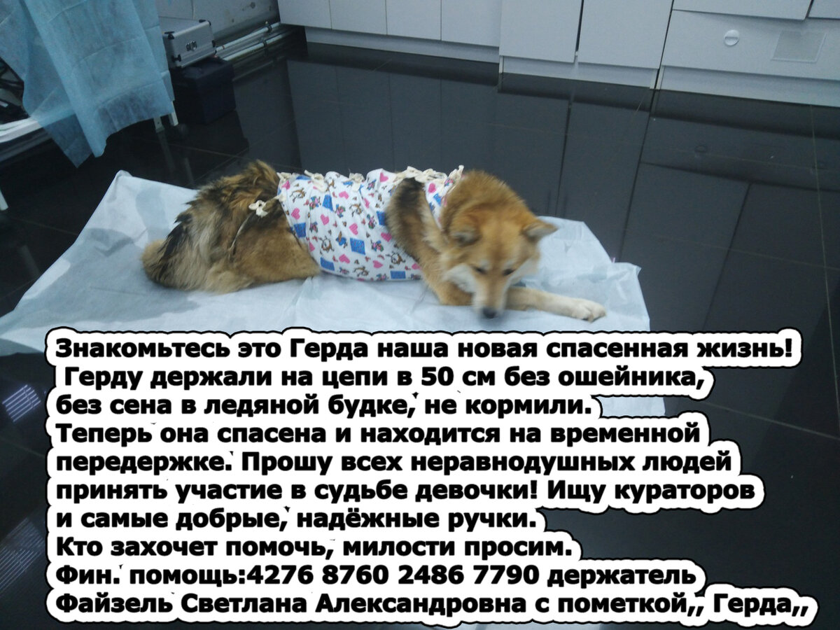 Фото и текст из поста Светланы Файзель в вк