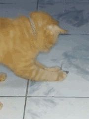 Когда отвлёкся и твоя еда  сбежала