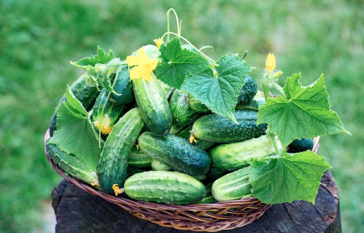 Собираем огурцы с плодоножкой