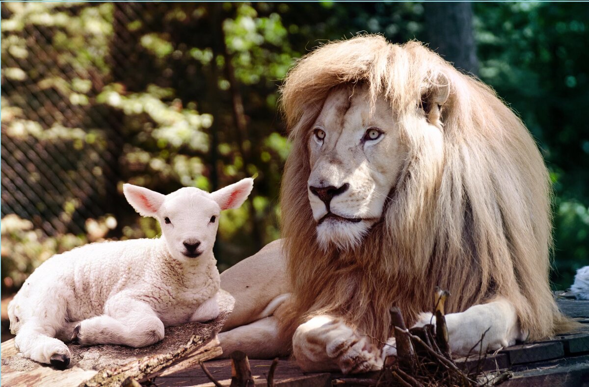 Любовь козерога и льва 