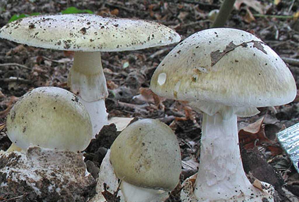 Бледная поганка похожие грибы
