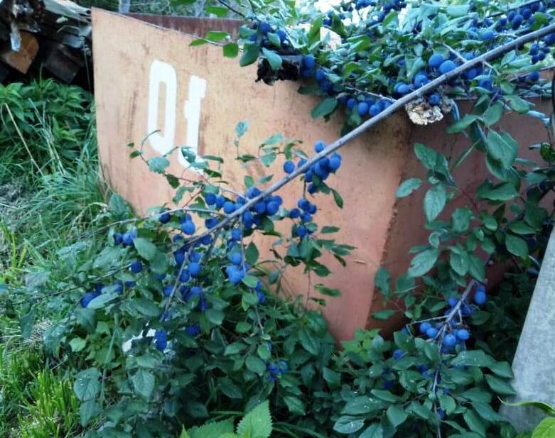 Урожай нынче - всем на зависть. Ветки ломятся от тяжести.