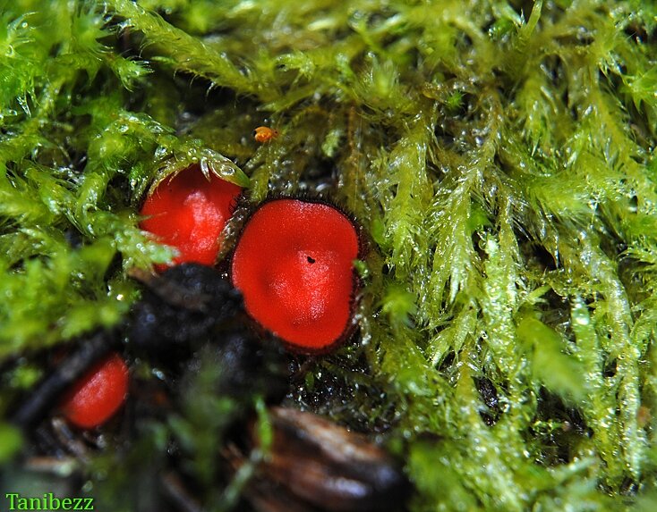 Скутеллиния щитовидная / Scutellinia scutellata