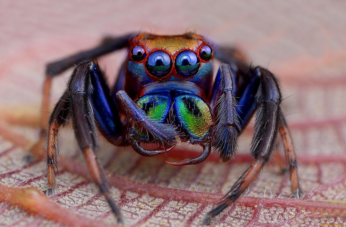 🕷Пауков на свете настолько много, что любой человек НИКОГДА не может быть дальше, чем на 5 метров от любого из пауков. Вспоминай об этом каждый раз, когда выключаешь свет в комнате.