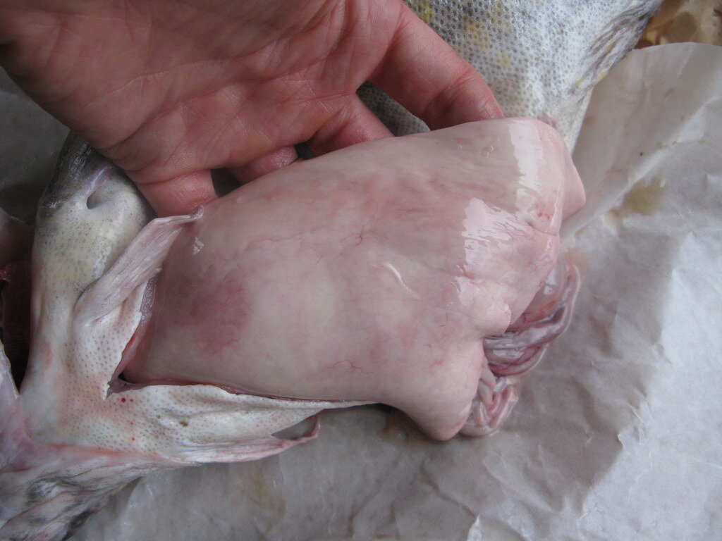 печень налима