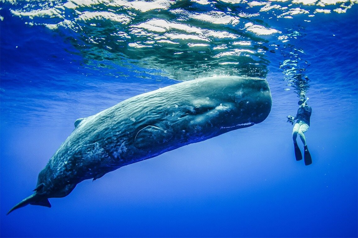 Кашалот кит убийца