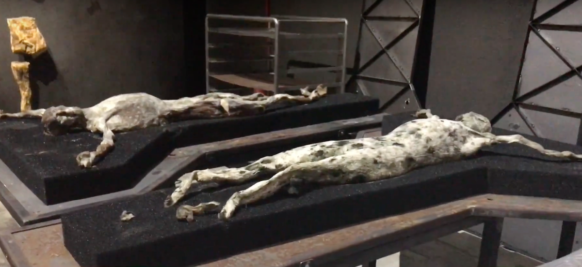 "Мир магии" проект Roberto Cuoghi в Венеции 2017 год (Фото ArtBeautyTravel)  