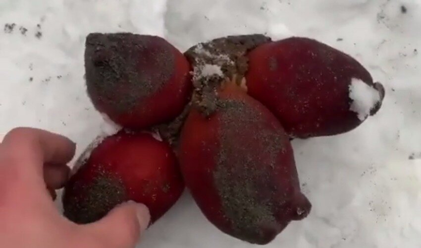 Кадр из видео  Instagram-аккаунта «Рыбалка Охота Сахалин» 