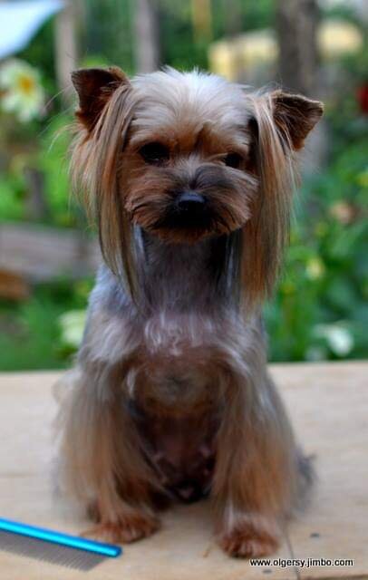 Мира, во взрослом возрасте. Стриженая