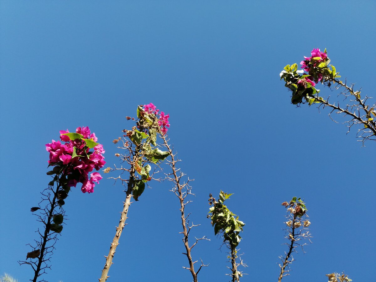 Бугенвиллея на Крите. Фото Света Давыдова