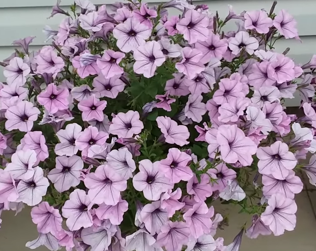 петуния у моего дома