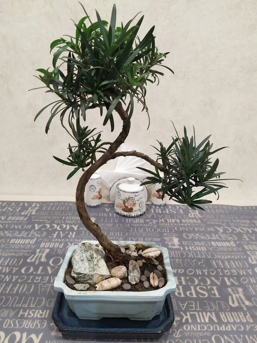 Ногоплодник - подарок тёщи в дом. 